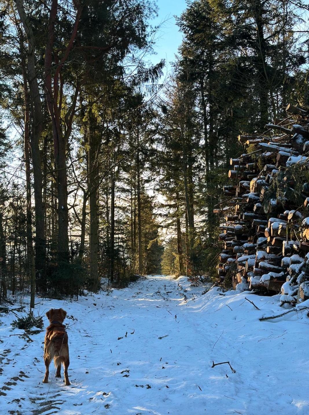 Charmerende Lejlighed Pa Landet Med Privat Skov Bjergby 외부 사진